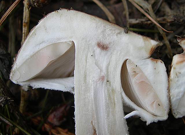 Agaricus impudicus   (Rea)  Pilt